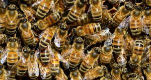 Covid-19 : des abeilles utilisées pour détecter les cas positifs