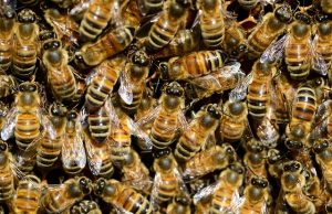 Covid-19 : des abeilles utilisées pour détecter les cas positifs