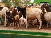 Ouagadougou: 300 têtes d’animaux mis en fourrière