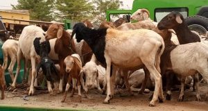 Ouagadougou: 300 têtes d’animaux mis en fourrière