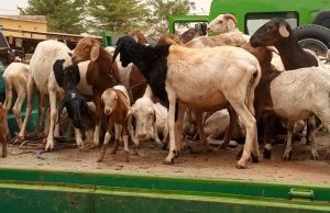 Ouagadougou: 300 têtes d’animaux mis en fourrière