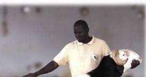 Sénégal: il refuse de vendre son mouton à 52 millions de FCFA