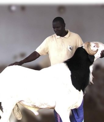Sénégal: il refuse de vendre son mouton à 52 millions de FCFA