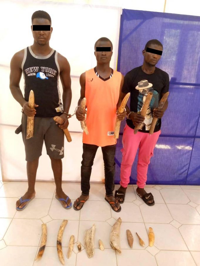 Togo: trois présumés trafiquants de défenses d’éléphants en prison