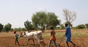 Burkina/Région de l’Est : la pratique de l’agriculture interdite par les terroristes dans la province de la Komandjari
