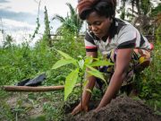 Seedballs Côte d’Ivoire organise le « week-end du forestier » pour la restauration des forêts