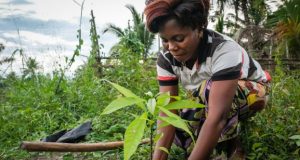 Seedballs Côte d’Ivoire organise le « week-end du forestier » pour la restauration des forêts