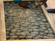 Lutte contre le trafic d’espèces protégés: la Douane burkinabè saisit des centaines de tortues