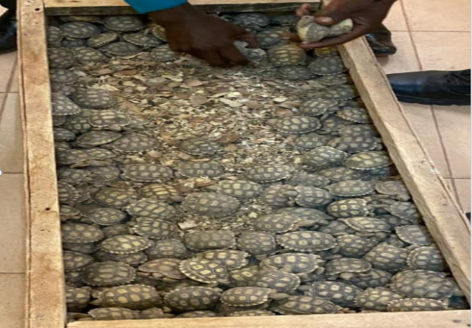 Lutte contre le trafic d’espèces protégés: la Douane burkinabè saisit des centaines de tortues