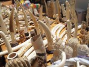 Le commerce illicite d’ivoire détruit davantage les éléphants d’Afrique et met l’espèce en danger critique d’extinction