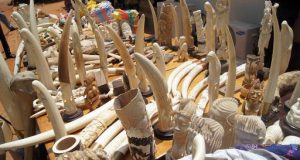 Le commerce illicite d’ivoire détruit davantage les éléphants d’Afrique et met l’espèce en danger critique d’extinction