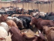 Ouagadougou/Divagation d’animaux: 63 bœufs mis en fourrière