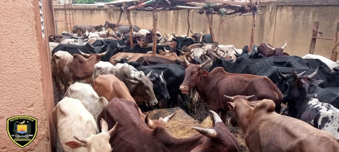Ouagadougou/Divagation d’animaux: 63 bœufs mis en fourrière