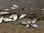 Centre-Nord du Burkina: mort suspecte de plus de 10 000 poissons à Korsimoro