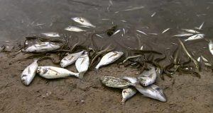 Centre-Nord du Burkina: mort suspecte de plus de 10 000 poissons à Korsimoro