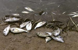 Centre-Nord du Burkina: mort suspecte de plus de 10 000 poissons à Korsimoro