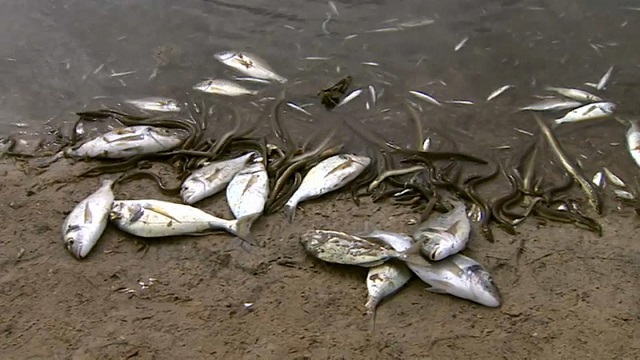 Des poissons morts aux bords d'une lagune, photo d'illustration