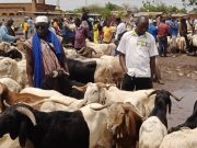 Tabaski au Burkina: les moutons de la vie chère