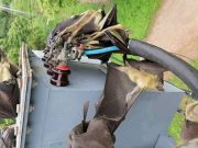 Perturbations de la fourniture d’électricité à Gaoua: des roussettes géantes à l’origine