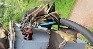 Perturbations de la fourniture d’électricité à Gaoua: des roussettes géantes à l’origine