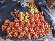 Burkina: voici les prix planchers bord champ du kg de la tomate, de l’oignon, du maïs…