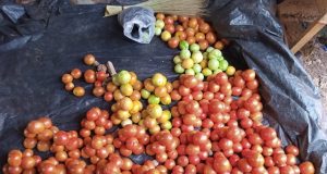 Burkina: voici les prix planchers bord champ du kg de la tomate, de l’oignon, du maïs…
