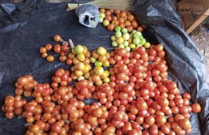 Burkina: voici les prix planchers bord champ du kg de la tomate, de l’oignon, du maïs…