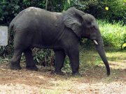 Côte d’Ivoire: l’éléphant Hamed fait des dégâts