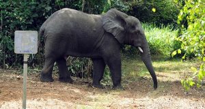 Côte d’Ivoire: l’éléphant Hamed fait des dégâts