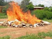 Burkina: plus de 13 800 œufs saisis et incinérés à Koupéla