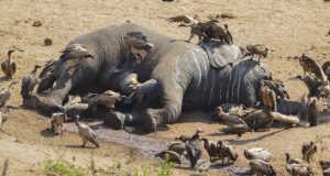 Trafic illicite et dangereux d’espèce faunique: l’éléphant d’Afrique sur la liste rouge d’extinction