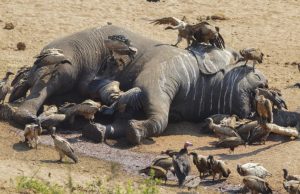 Trafic illicite et dangereux d’espèce faunique: l’éléphant d’Afrique sur la liste rouge d’extinction
