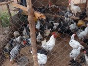 Burkina: interdiction d’importation de volailles du Bénin, de la Côte d’Ivoire et du Togo
