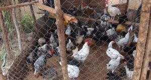 La FAO met en garde contre une propagation «sans précédent» de la grippe aviaire