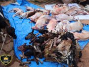 Ouagadougou: plus d’une dizaine d’animaux et une trentaine de carcasses saisis