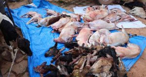 Ouagadougou: plus d’une dizaine d’animaux et une trentaine de carcasses saisis