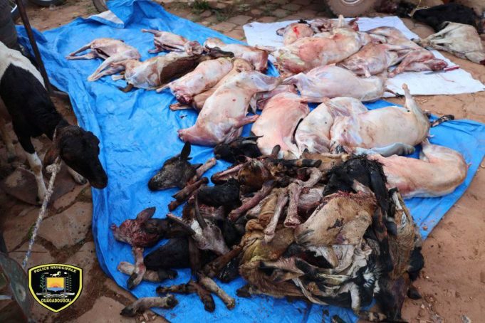 Ouagadougou: plus d’une dizaine d’animaux et une trentaine de carcasses saisis