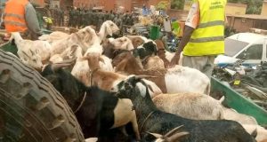 Ouagadougou: environ 300 têtes d’animaux mis en fourrière courant août