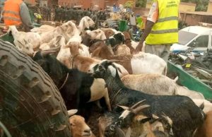 Ouagadougou: environ 300 têtes d’animaux mis en fourrière courant août