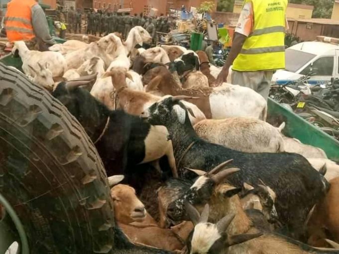 Ouagadougou: environ 300 têtes d’animaux mis en fourrière courant août