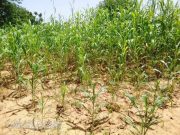 Burkina: l’absence de pluie inquiète dans le Loroum