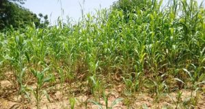 Burkina: l’absence de pluie inquiète dans le Loroum
