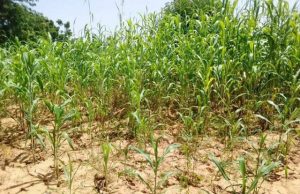 Burkina: l’absence de pluie inquiète dans le Loroum