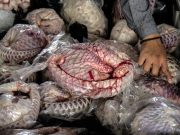 Congrès de Marseille: de l’importance de protéger le pangolin et l’hippopotame