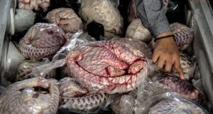Congrès de Marseille: de l’importance de protéger le pangolin et l’hippopotame