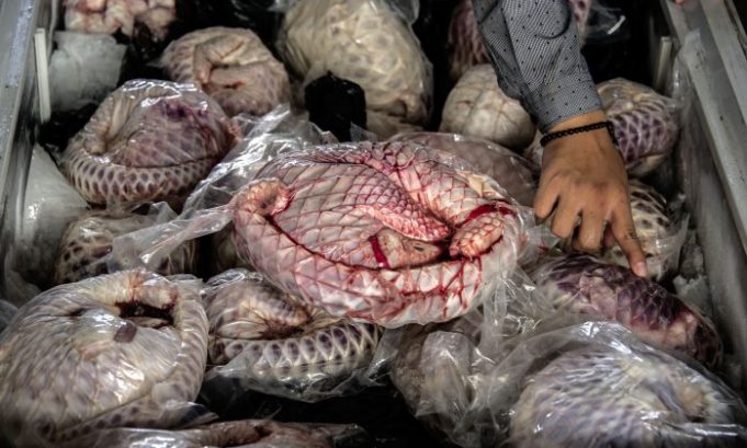 Congrès de Marseille: de l’importance de protéger le pangolin et l’hippopotame