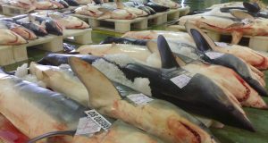 Trafic illicite d’espèces protégées: les requins menacés d’extinction