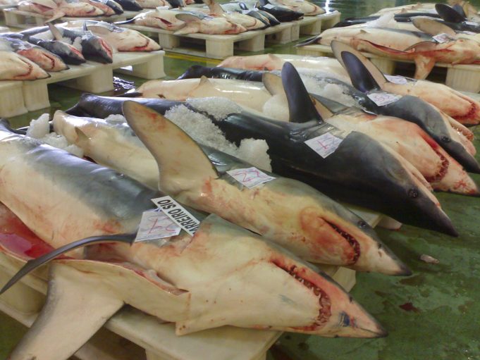 Trafic illicite d’espèces protégées: les requins menacés d’extinction