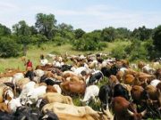 Burkina : des hommes armés raflent du bétail près de Ouahigouya