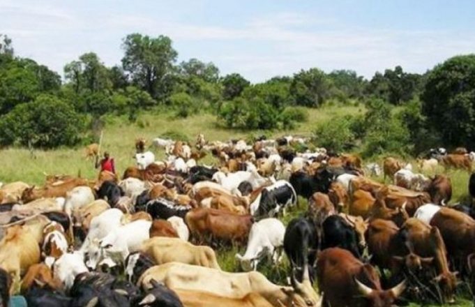 Burkina : des hommes armés raflent du bétail près de Ouahigouya